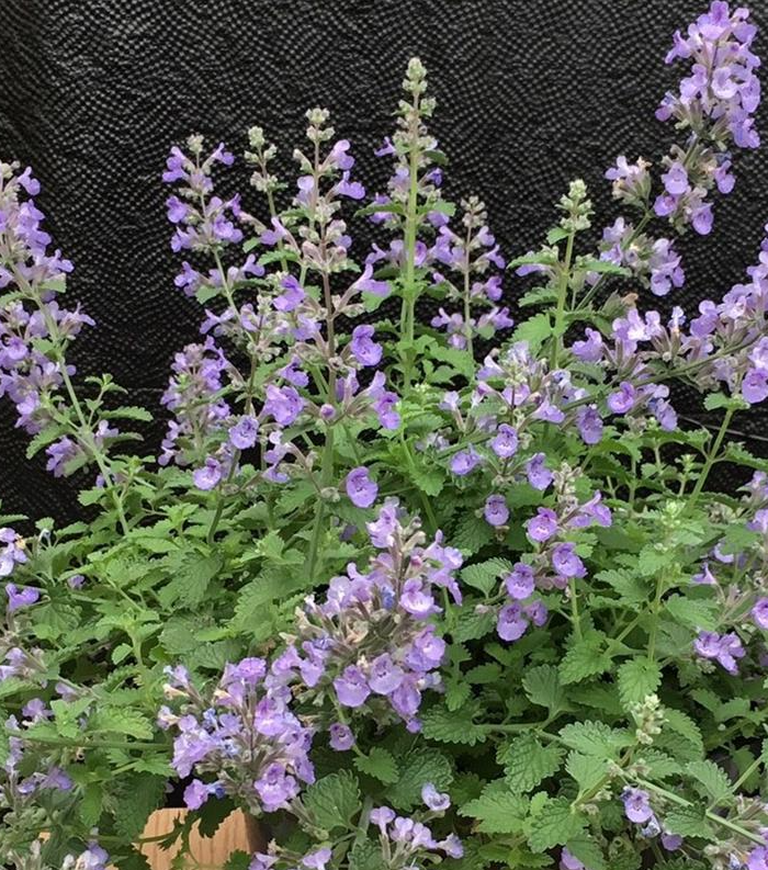 1G Nepeta 'Sylvester Blue' - Catmint - 1023089