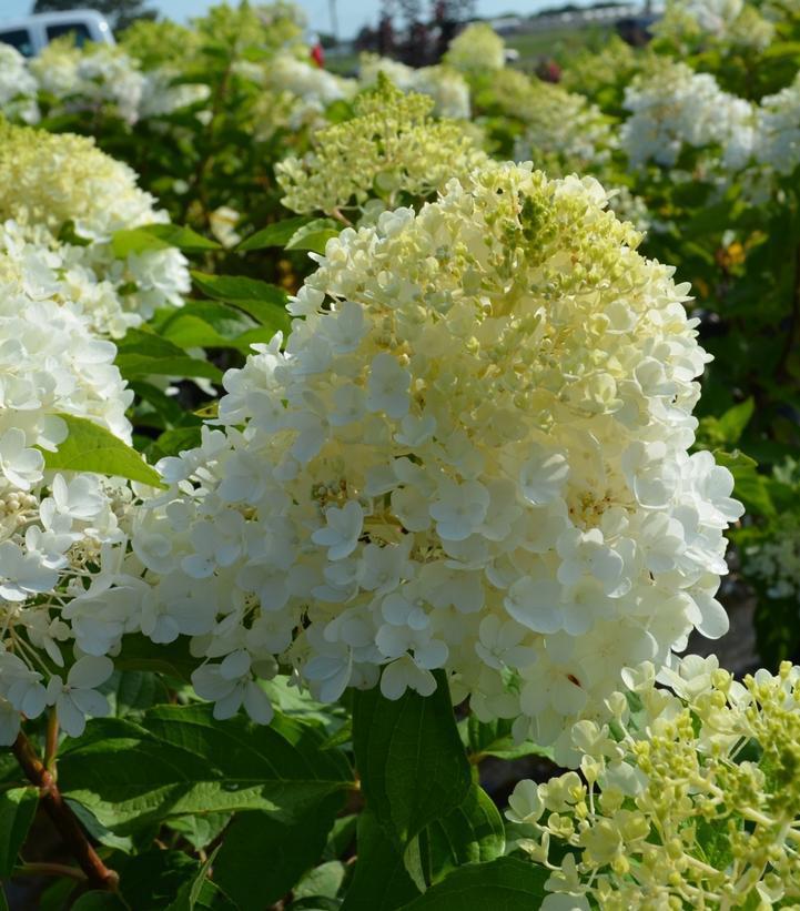 7G Hydrangea Paniculata 'Ruby Snow' - Tree - 1021057
