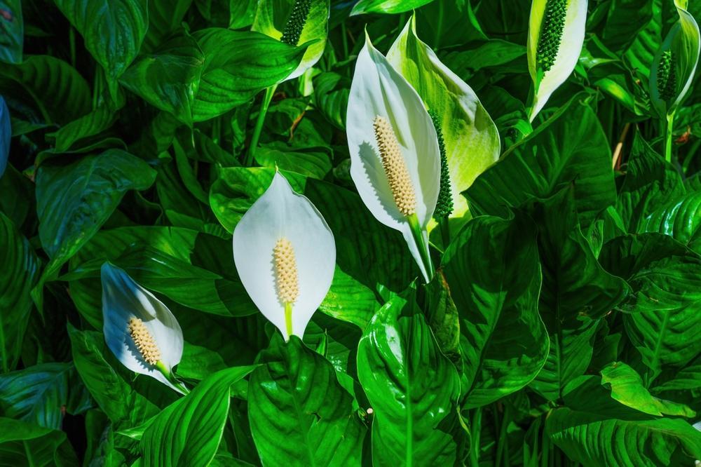 8" Spath (Peace Lilly)