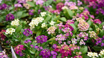 804 - 4 Pack Alyssum - Easter Bonnet Formula Mix