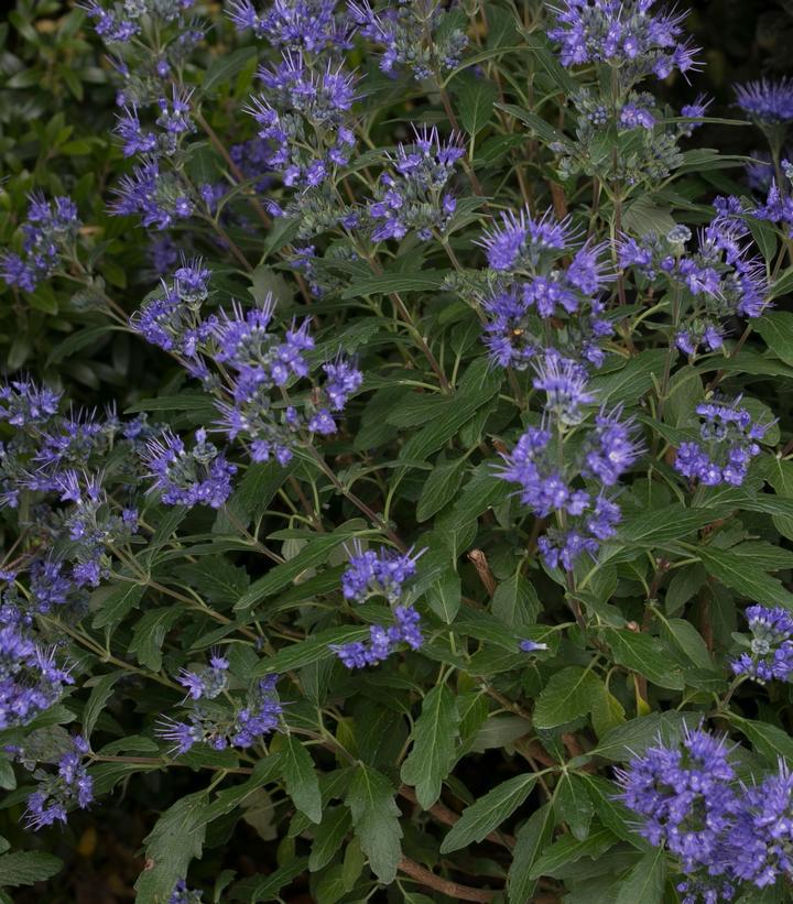 2G Caryopteris X Clandonensis 'Beyond Midnight' - Bluebeard - 1008084
