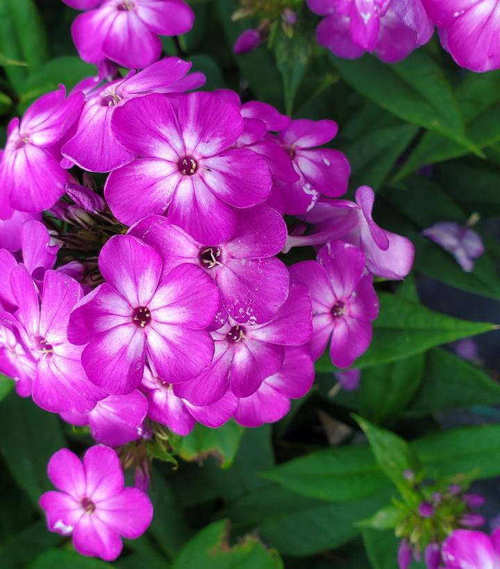 2G Phlox Volcano 'Purple with White Eye' - 1007467