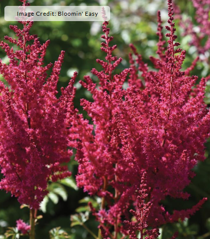 1G Astilbe chinensis 'You and Me Forever' -1026764