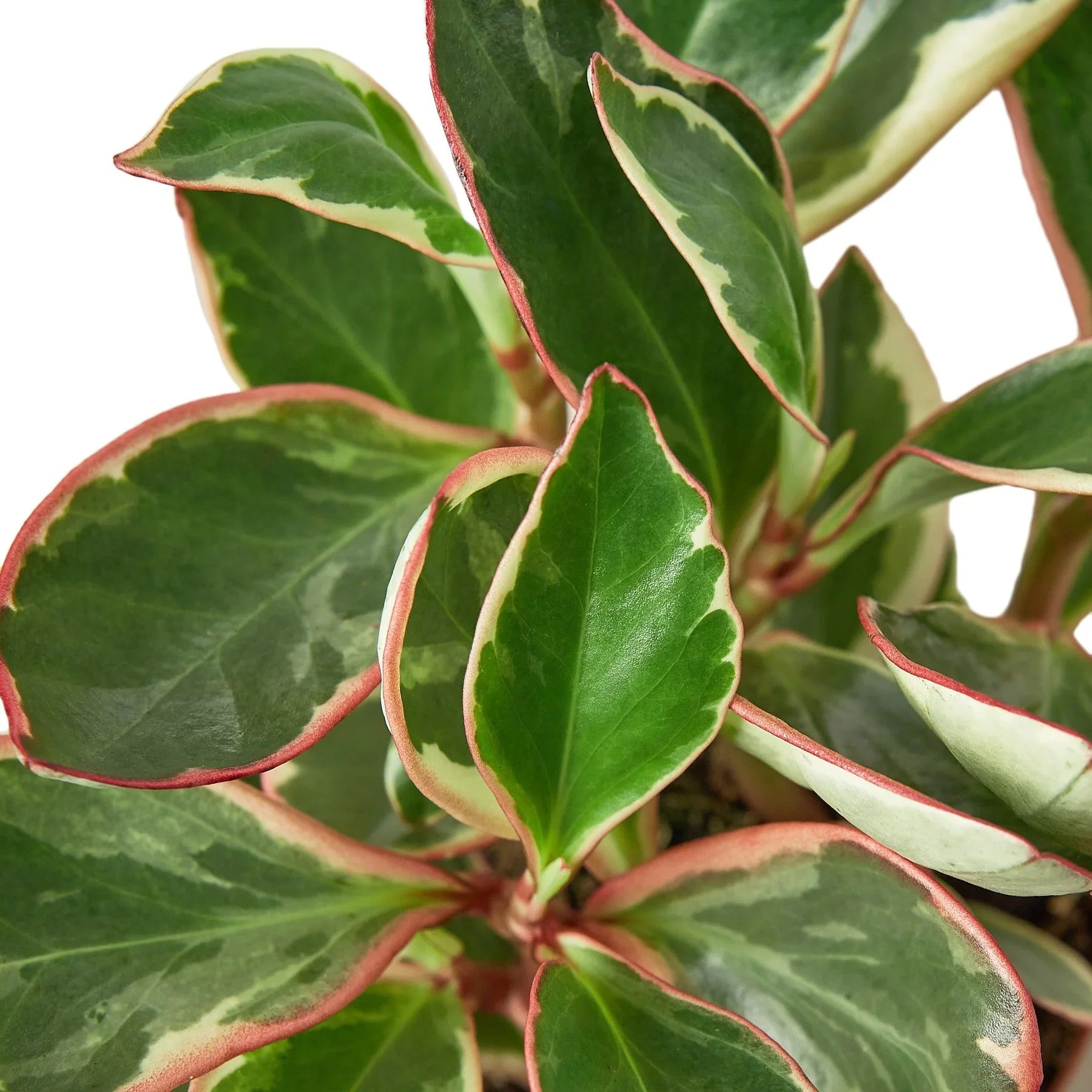 Peperomia 'Ginny' - Thumbnail 2