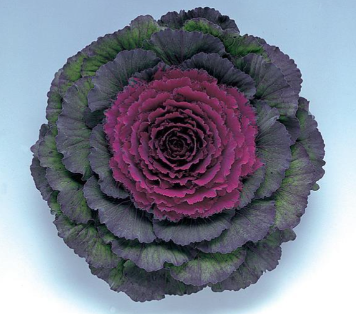4.5" Ornamental Flowering Kale Pigeon Purple