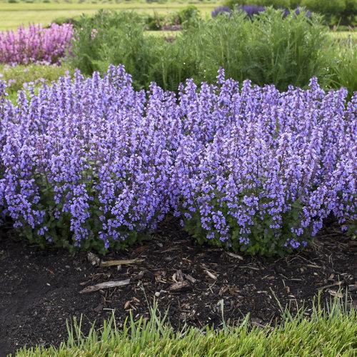 Cat's Pajamas Catmint