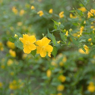 Golden Guinea Japanese Kerria