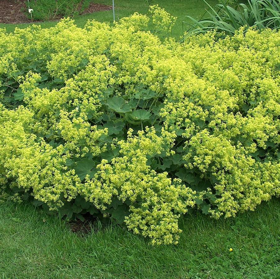 Lady's Mantle
