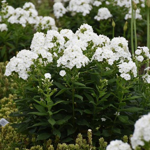Luminary® Backlight Phlox