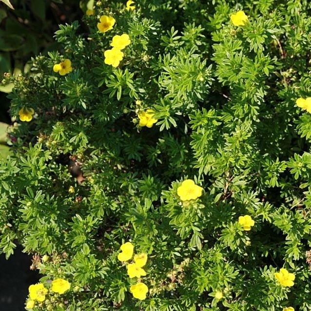 Goldfinger Potentilla