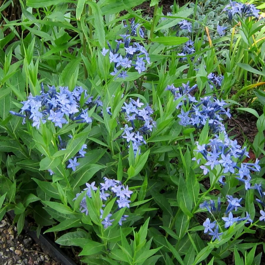 Blue Ice Blue Star