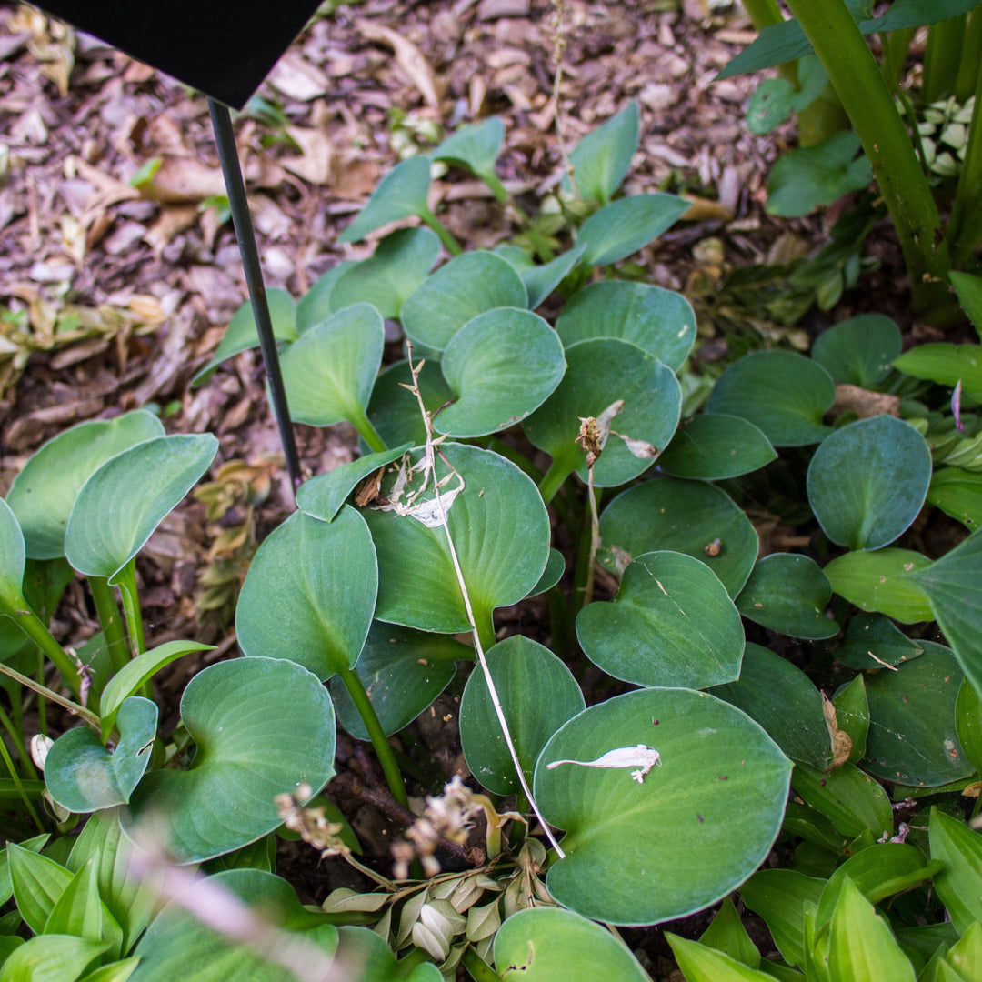 Blue Mouse Ears Hosta