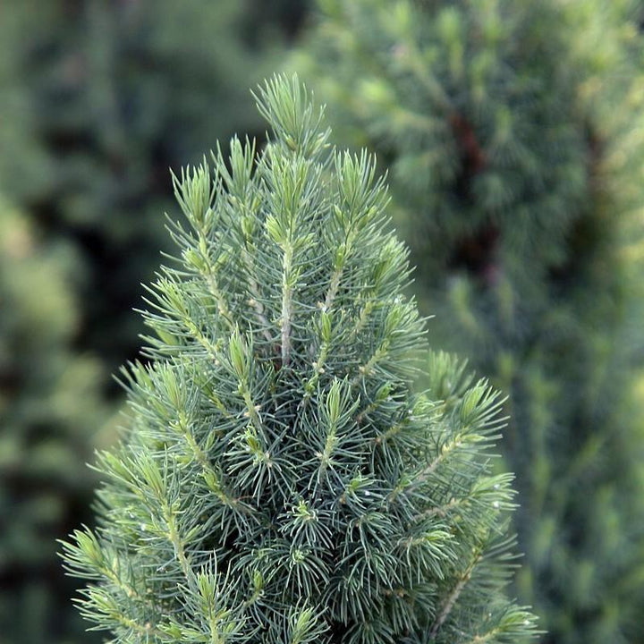 Dwarf Alberta Spruce