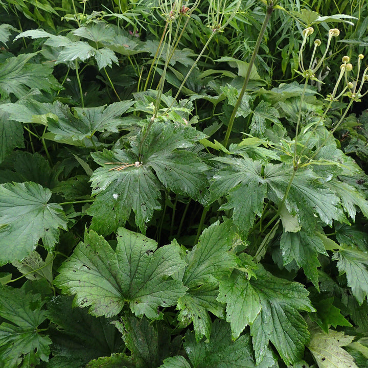 Robustissima Grape Leaf Anemone