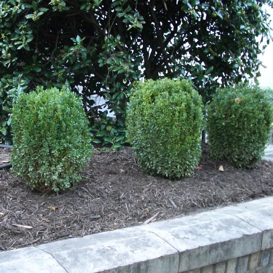 NewGen™ Freedom® Boxwood