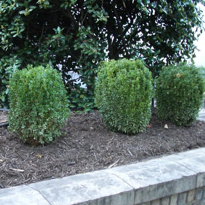 NewGen™ Freedom® Boxwood