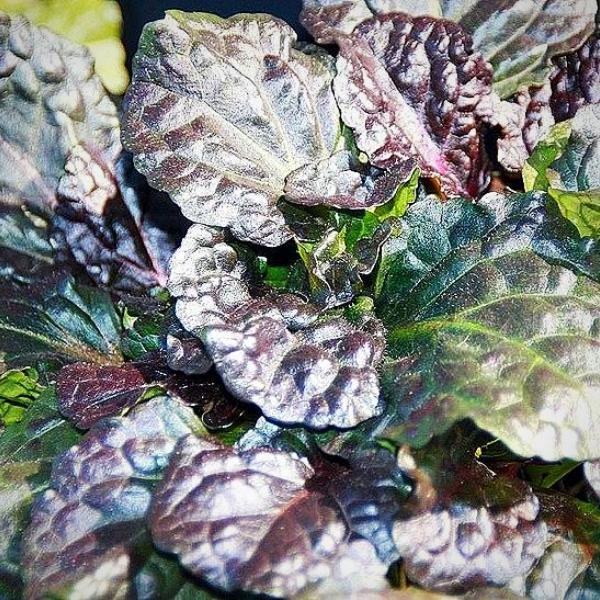 Black Scallop Bugleweed