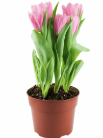 10" Bulb Pan Tulip - Pink