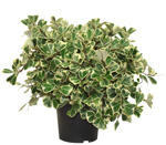 6.5" (17cm) Ficus Triangularis Variegated - T1694