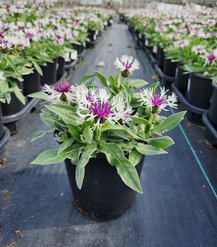 1G Centaurea 'Amethyst In Snow' - Bachelors Button - 1003442