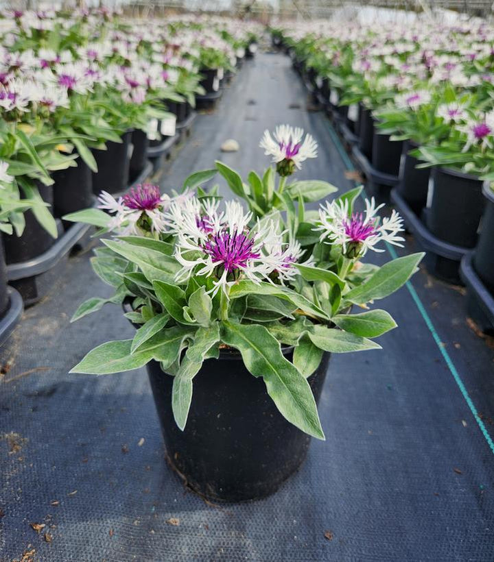 1G Centaurea 'Amethyst In Snow' - Bachelors Button - 1003442