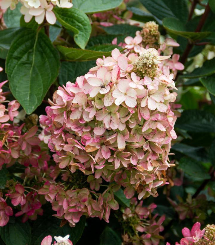 3G Hydrangea pan. 'Flare' ('Kolmavesu') Flare™ Hydrangea: Patent PP26,928 1010001