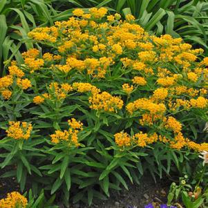 1G Asclepias Tuberosa 'Hello Yellow' - Butterfly Weed - 1008606