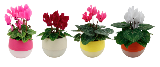 2.5" Cyclamen Mini Blm Asst Self Water F4119