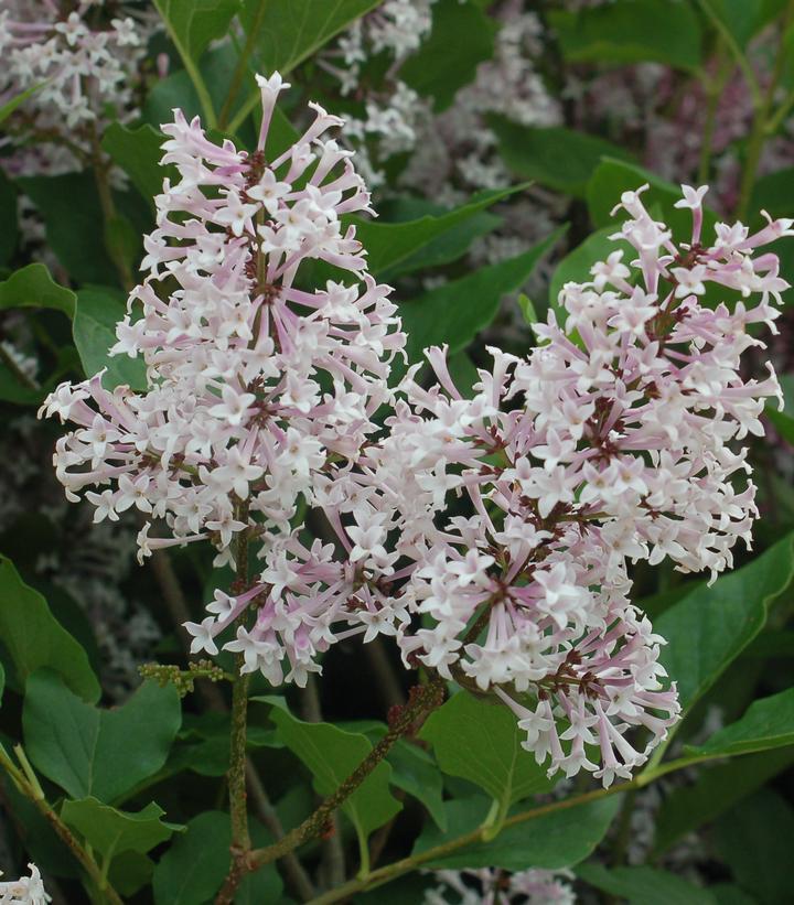 3G Syringa patula 'Miss Kim' Miss Kim Lilac 1001130