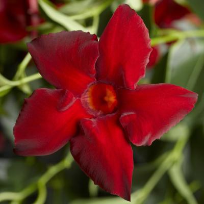 7" Mandevilla -Madinia Maximo Red