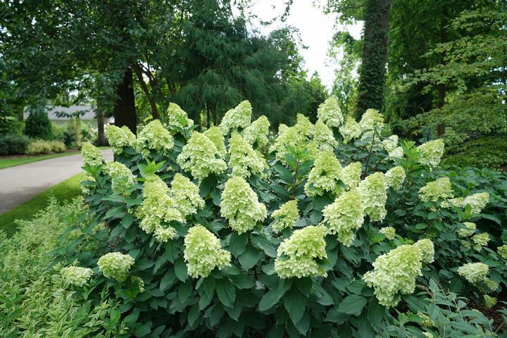 3G Hydrangea Paniculata 'Limelight Prime' - 1012923