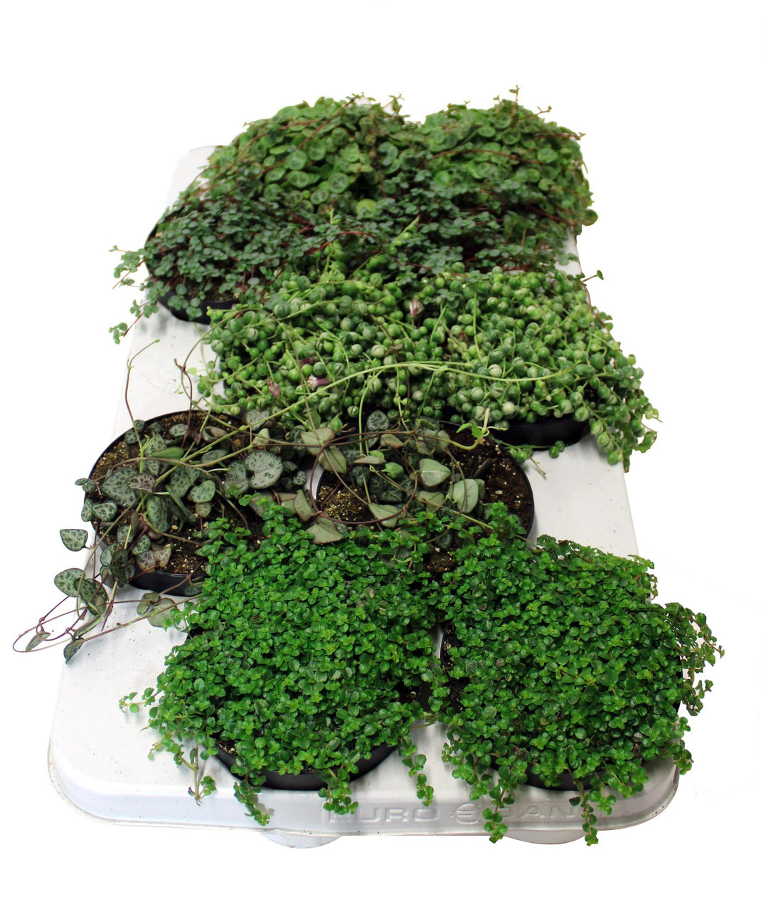 5" Tropical Assorted Premium Trailing G4205