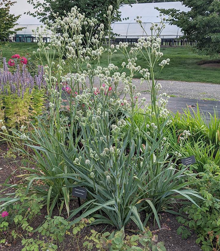 1G Eryngium Yuccifolium - Rattlesnake Master - 1020700