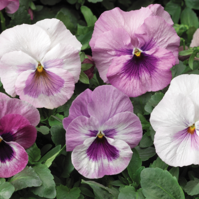 804 Pansy Delta Classic - Pink Shades