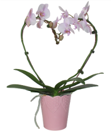 5" Orchid Phalaenopsis - Heart Shape w/ Ceramic Pot - T2984