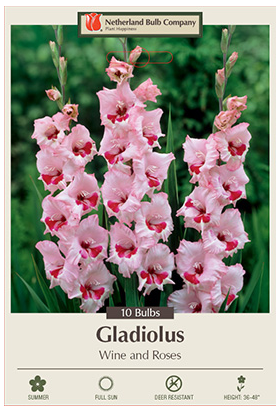 Gladiolus Wine and Roses Bulbs - 10 Count - 2952126770