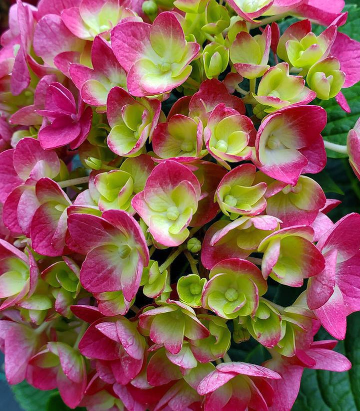 3G Hydrangea mac. 'Endless Summer Blushing Bride' Endless Summer® Blushing Bride® Hydrangea: Patent PP17169 1007503 (Bigleaf Mophead)