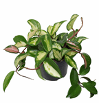 5" Hoya Carnosa Variegated - G5513