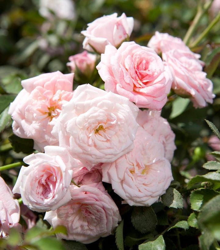 2G Rosa 'Sweet Drift' ('Meiswetdom') Sweet Drift® Rose: Patent PP21,612 DISSVF