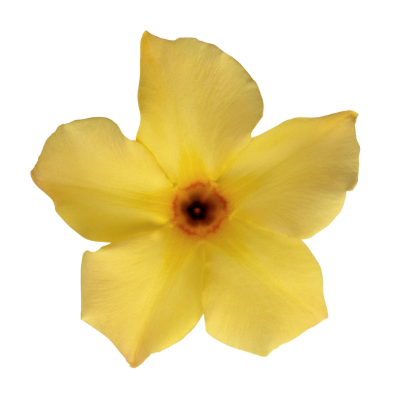 4.5" Mandevilla