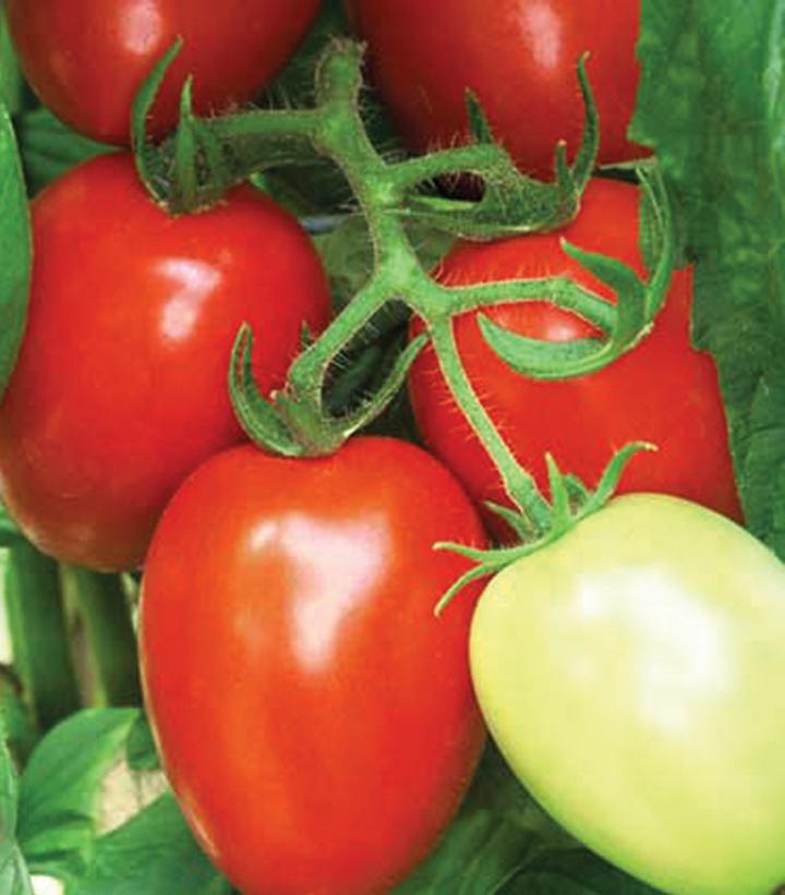 1G Tomato 'Viva Italia' - Paste Tomato - 1004989