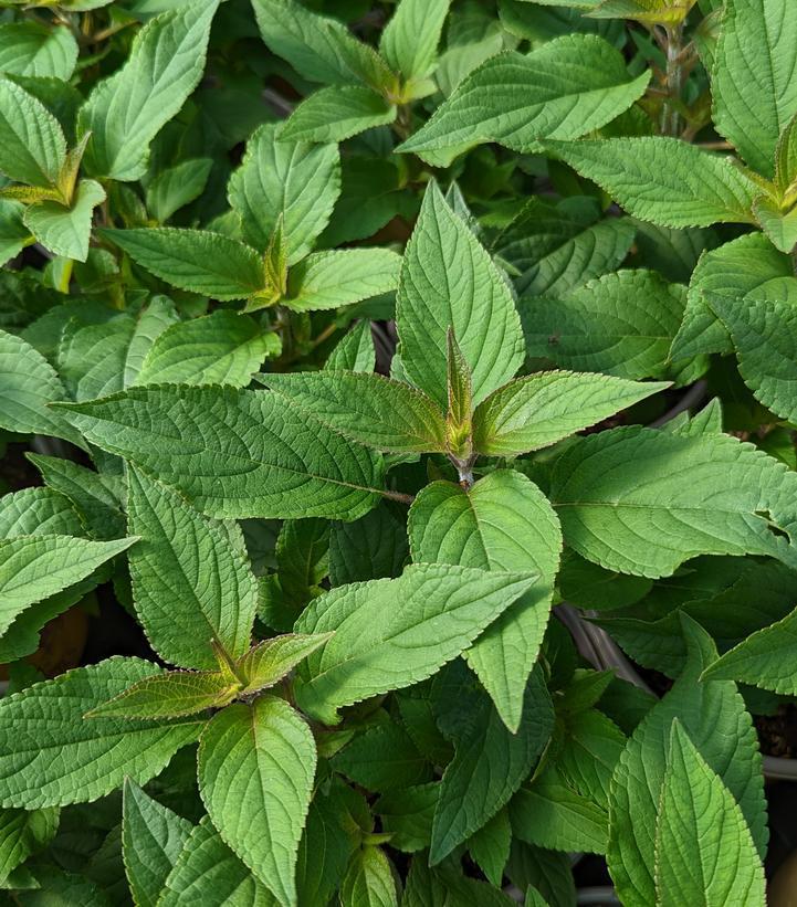 1G Salvia Elegans - Pineapple Sage - 1002119