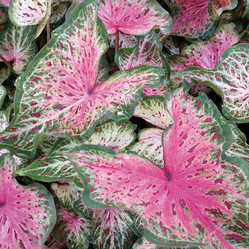 Caladium Hortulanum Heart and Soul Bulbs - PWS-23 - 6511750003