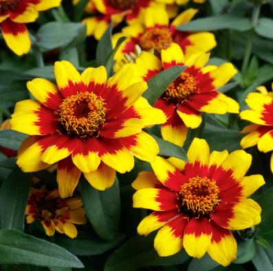4.5" Zinnia