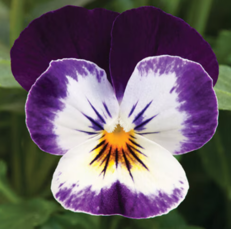 806 Viola - Penny Mickey