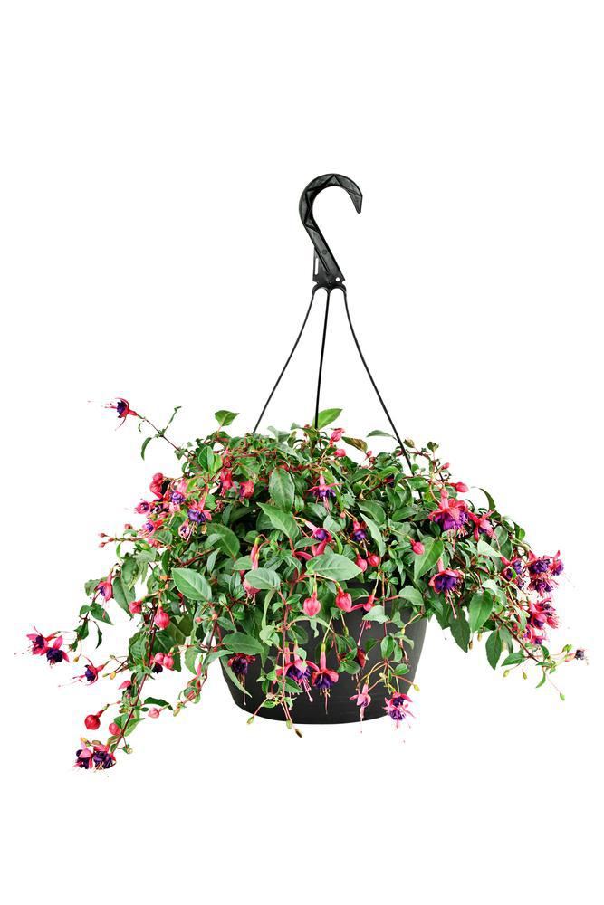 10" HB Fuchsia Hanging Basket Locally Delivered