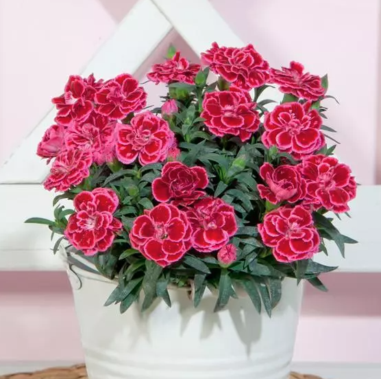 4.5" Dianthus - Oscar Violet + Pink