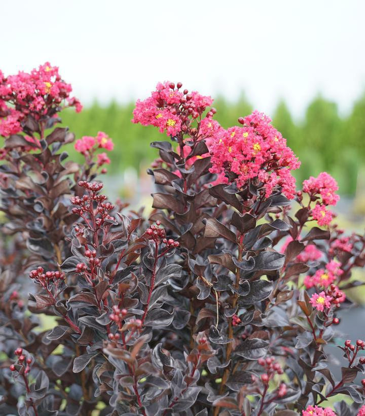 3G PW Lagerstroemia Indica Center Stage 'Pink' - Crapemyrtle - 1021677 DISSVF
