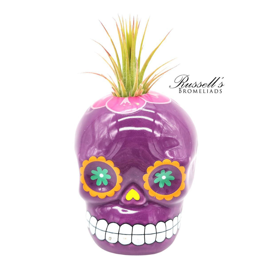 Sugar Skull w/ Air Plant - FP0141
