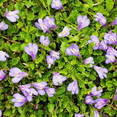 3" Mazus reptans Mazus 1002776